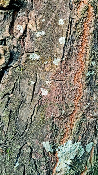 close-up photo of tree bark as background
