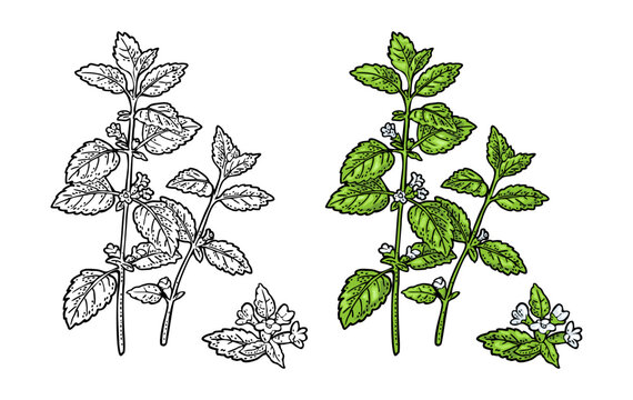 Melissa plant with leaves and flower. Engraving vintage vector color illustration. Isolated on white background. Hand drawn design element for label and poster