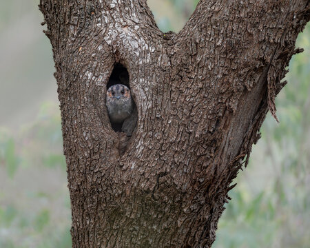Australian Owlet Nightjar