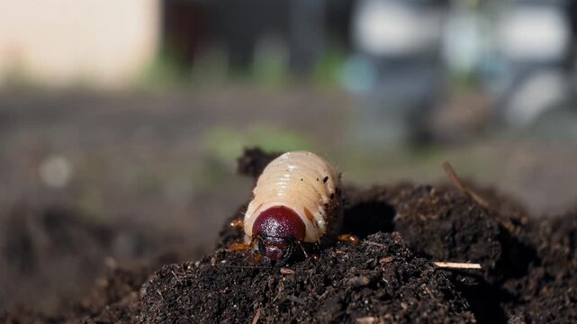 Macro Close-Up of Beetle Grub Larva Crawling Through Soil