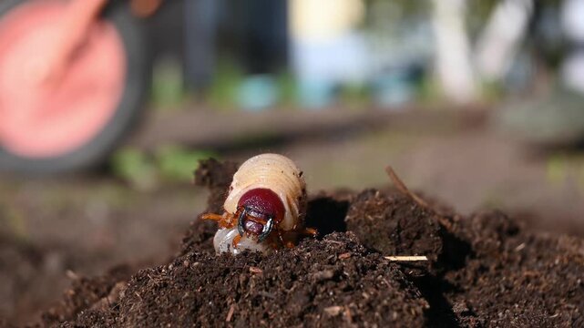 A highly detailed macro shot captures a beetle grub larva emerging and moving through rich, dark soil in natural daylight. 