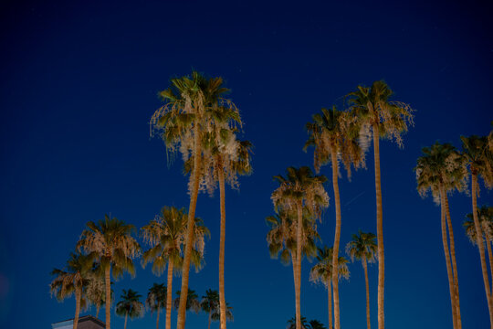 Palm Trees Under the Night Sky