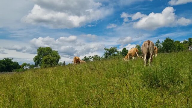 Peaceful grazing scene with Brown Swiss and Simmental cows in lush green pastures around Bern, highlighting Swiss countryside and livestock tradition on a bright spring day