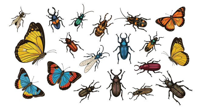 Hand drawn scientific collection of various insects including butterflies, beetles, and wasps in detailed vintage entomology style.