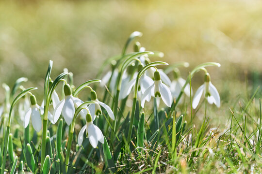 Close-up of delicate white snowdrops blooming in spring meadow, featuring fresh Galanthus flowers with soft green bokeh background and natural seasonal atmosphere in warm sunlight.