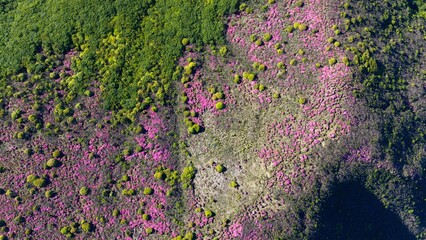 初夏の久住高原 ミヤマキリシマ群生地の空撮風景 © landscape photo