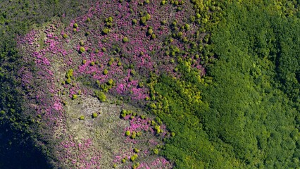 初夏の久住高原 ミヤマキリシマ群生地の空撮風景 © landscape photo