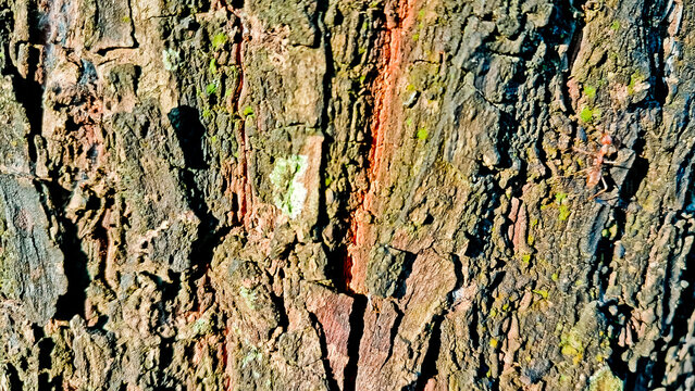 close-up photo of tree bark as background
