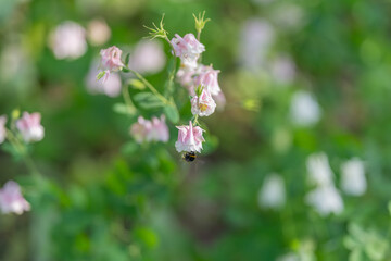 Fototapeta premium Pollinator visiting pink bellflower cluster, bee silhouette against soft green blur, movement captured midhover, ecological focus celebrating biodiversity and summer warmth