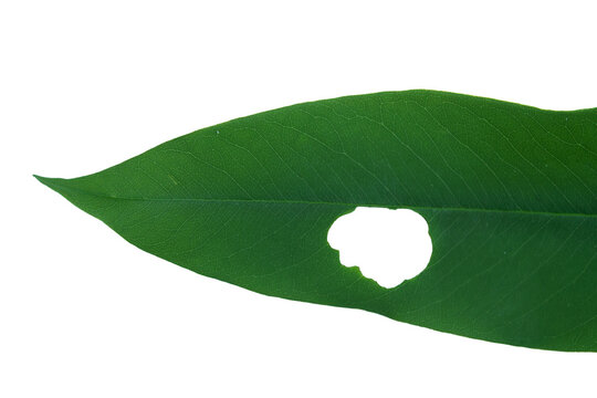 Green leaf with insect bite hole isolated on png background for nature concepts.