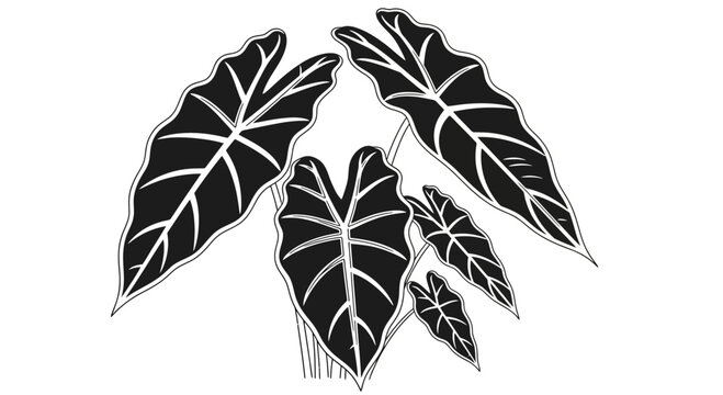 Black and White Illustration of Alocasia Elephant Ear Leaves