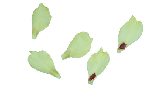 Five light green flower petals with maroon spots on png background.