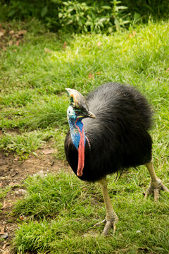 Southern Cassowary Walking on Grass With Bright Blue Neck, Red Wattle and Helmeted Casque