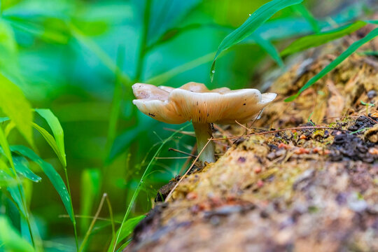 Pluteus Mushroom on Decaying Wood &ndash; Pink Gilled Forest Fungusa fungus of the genus Pluteus. These fungi are often found on decaying wood, rather than directly from the soil. 
