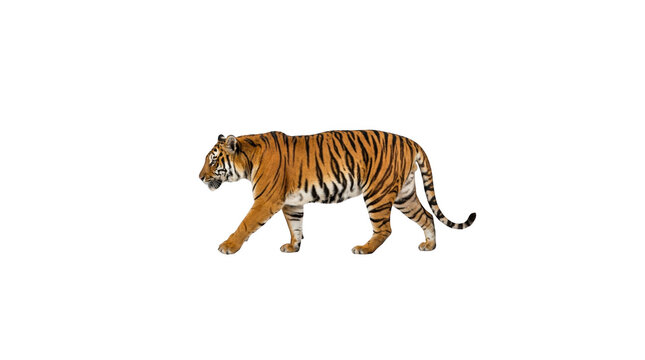 Tiger walking side view aanimal white isolated on transparent background png