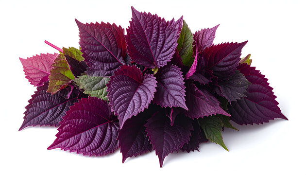A bundle of fresh dark purple red shiso perilla leaves showing intricate textured edges on white