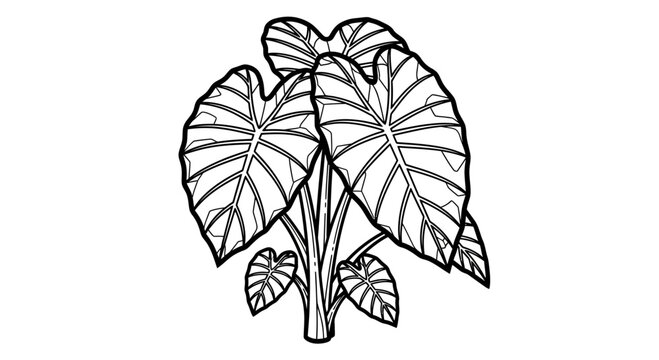 Black and White Line Art Illustration of a Tropical Elephant Ear Plant