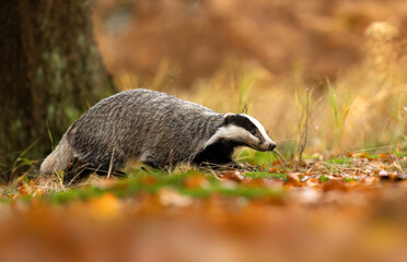 Badger close up ( Meles meles ) © Piotr Krzeslak