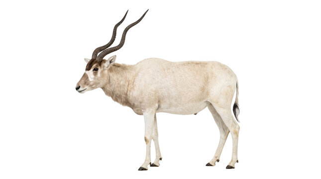 Addax antelope standing side view white isolated on transparent background png aanimal