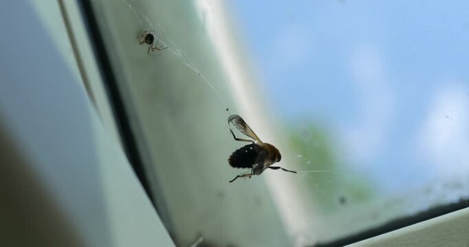 Small spider holds a captured bee in a delicate web on window glass against a blurred daylight background.