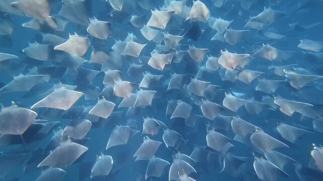 Massive School Of Mobula Rays Swimming Through Blue Ocean