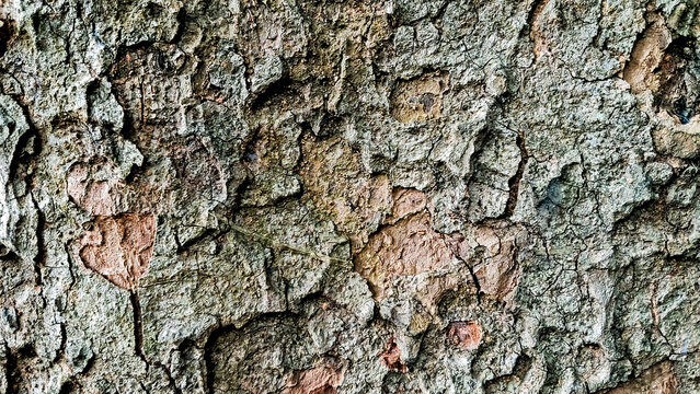 close-up photo of tree bark as background