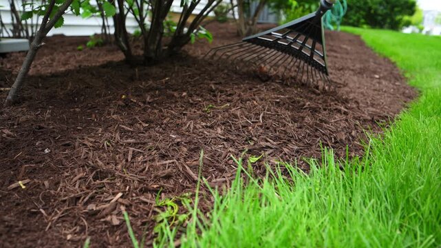 Close up footage of Landscaper raking fresh mulch around bushes in garden. Lawn care and yard maintenance work during spring season