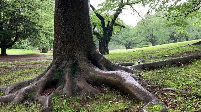 Close up of powerful and wet tree roots covered in moss on a rainy day silent