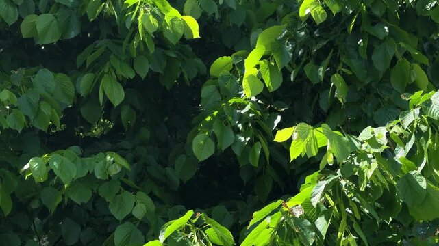 Close view of lush linden leaves lit by sunlight, dense summer foliage creating fresh natural background