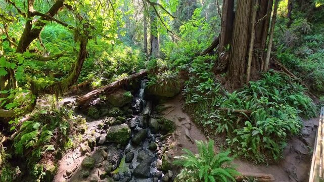High View of Trillium Falls im Redwood National Park