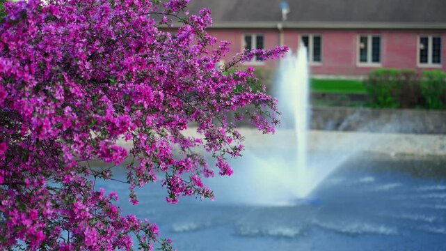 Beautiful pink flowering tree beside pond fountain in peaceful neighborhood featuring spring blossoms, water spray, and residential scenery