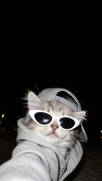 Swag cat wearing grey hoodie with sunglasses and backwards cap taking a selfie at night