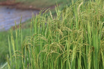 Fototapeta premium Rice Ears with Bien Ho Lake in Background Vietnam