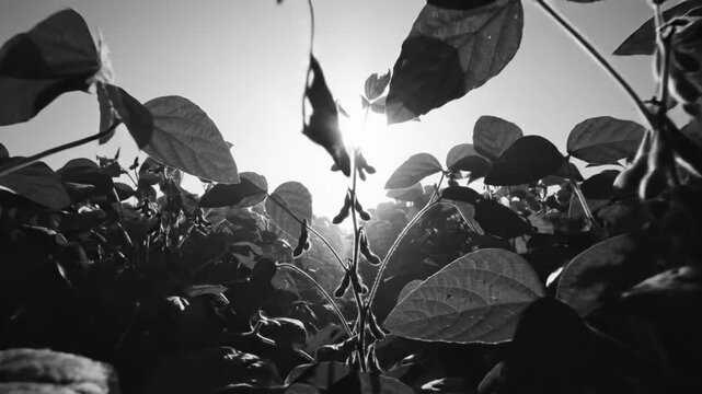 Low angle black and white shot of soybean plant pods with bright sun shining through