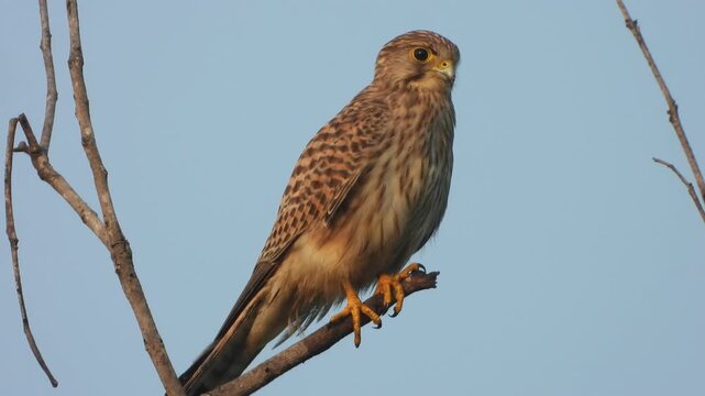 Hawk bird eyes and fathers eyes .