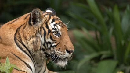 Obraz premium Close Up Profile of a Sumatran Tiger Resting in Lush Greenery