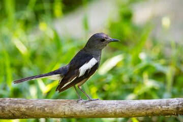 Fototapeta premium An Oriental magpie robin perched on a branch in a garden.