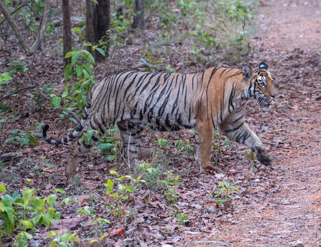 Bengal tiger coming out of the bushes on the forest road.