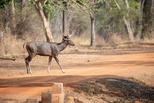 Sambhar deer crossing the road