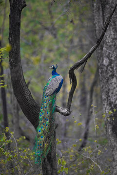 Close up of a peacock bird perched on a branch with use of selective focus