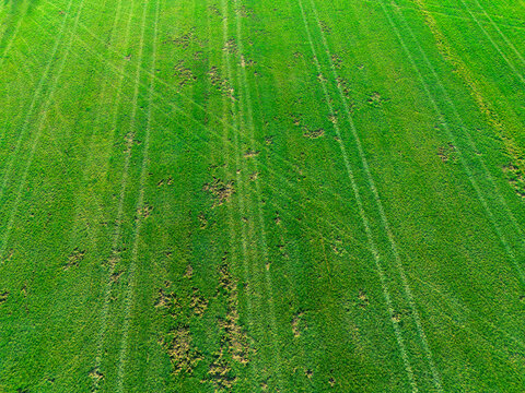Wildlife digging damage on rural farmland