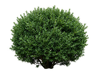 Fototapeta premium Realistic Green Ornamental Shrub PNG for Landscaping and Garden Design Assets