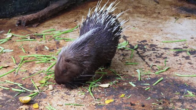 Old World porcupine eating corn, oranges and green vegetables on the floor in a zoo