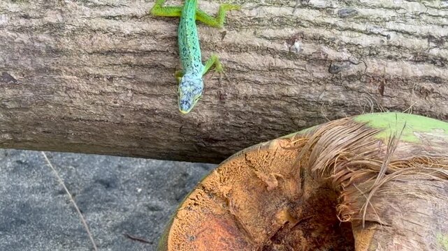 an green Anolis Evermanni lizard sits on a tree trunk before climbing into an empty coconut and disappearing completely. - 4k video footage