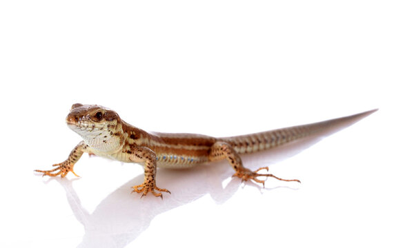 lizard