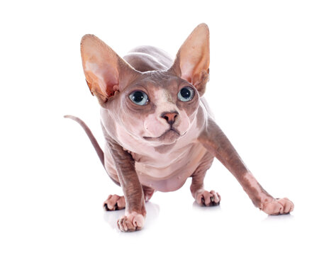 Sphynx Hairless Cat