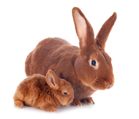 Obraz premium young rabbit and mother