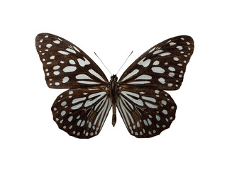 Blue tiger butterfly Tirumala limniace isolated on white background © fotomaster