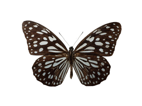 Blue tiger butterfly Tirumala limniace isolated on white background