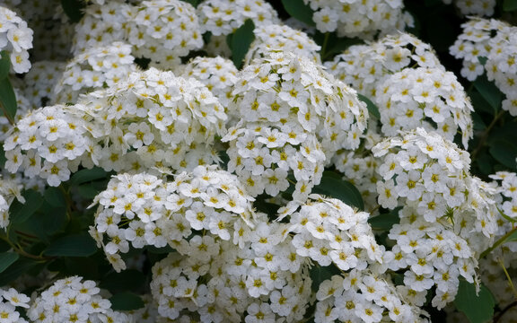 Dense clusters of white spirea blossoms, Spiraea x vanhouttei, blooming on a shrub with yellow centers and green leaves.